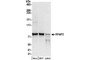Western Blotting (WB) image for anti-RNA Polymerase II Associated Protein 3 (RPAP3) (AA 400-450) antibody (ABIN7450673)