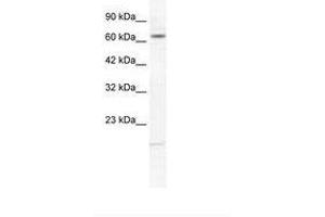 KCNH6 antibody  (AA 173-222)
