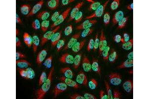 An image of HeLa cell cultures stained with antibody ABIN1842252 (green) and chicken antibody to vimentin CPCA-Vim (red). (EWSR1 Antikörper)