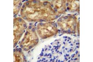 Immunohistochemistry (IHC) image for anti-Argininosuccinate Synthase 1 (ASS1) (AA 281-310) antibody (ABIN3030021)