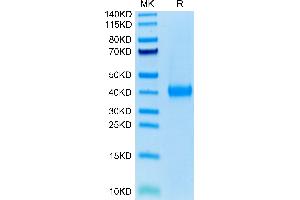 SDS-PAGE (SDS) image for Adhesion Molecule, Interacts with CXADR Antigen 1 (AMICA1) (AA 20-275) protein (His tag) (ABIN7275079)
