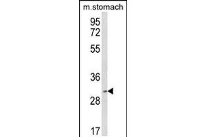 Western blot analysis of SFRS2 Antibody in mouse stomach tissue lysates (35ug/lane) (SRSF2 Antikörper  (AA 76-105))