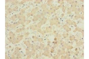 Immunohistochemistry of paraffin-embedded human liver tissue using ABIN7160690 at dilution of 1:100 (PIGL Antikörper  (AA 23-252))