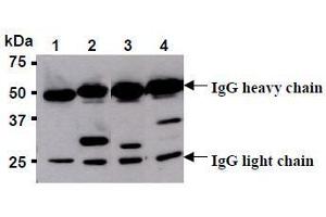 Western Blotting (WB) image for anti-Red Fluorescent Protein (RFP) antibody (ABIN1449296) (RFP Antikörper)