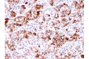 Immunohistochemistry (IHC) image for anti-Prolactin (PRL) (AA 63-201) antibody (ABIN6940401)
