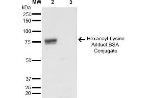 Western Blot analysis of Hexanoyl Lysine-BSA Conjugate showing detection of 67 kDa Hexanoyl-Lysine adduct-BSA using Mouse Anti-Hexanoyl-Lysine adduct Monoclonal Antibody, Clone 5D9 . (Hexanoyl-Lysine Adduct (HEL) Antikörper (Biotin))