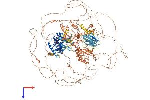 NRK Protein (AA 1-1582) (His tag)