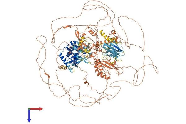 NRK Protein (AA 1-1582) (His tag)