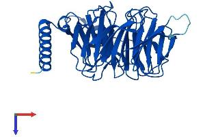 GNB3 Protein (AA 1-340) (His tag)