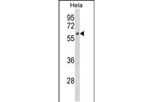 Western blot analysis of CYP7B1 Antibody in Hela cell line lysates (35ug/lane) (CYP7B1 Antikörper  (AA 252-281))