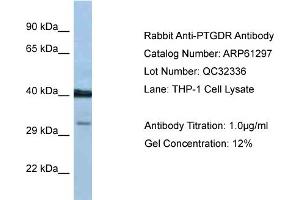 Western Blotting (WB) image for anti-Prostaglandin D2 Receptor (PTGDR) (C-Term) antibody (ABIN2788758) (PTGDR Antikörper  (C-Term))