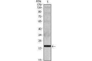 Western blot analysis using IL16 mouse mAb against IL16 recombinant protein.