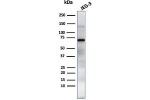 Western Blot Analysis of JEG-3 cell lysate using PLAP Mouse Monoclonal Antibody (GM022). (PLAP Antikörper)