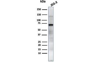 Western Blot Analysis of JEG-3 cell lysate using PLAP Mouse Monoclonal Antibody (GM022).