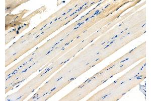 ABIN6265833 and ABIN6277102 at 1/100 staining Rat muscle tissue by IHC-P. (UAP1 Antikörper  (Internal Region))