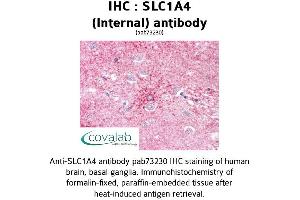 Image no. 1 for anti-Solute Carrier Family 1 (Glutamate/Neutral Amino Acid Transporter), Member 4 (SLC1A4) (Internal Region) antibody (ABIN1739340) (SLC1A4 Antikörper  (Internal Region))