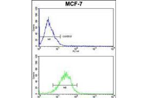 mouse BID Antibody (S61) FC analysis of MCF-7 cells (bottom histogram) compared to a negative control cell (top histogram). (BID Antikörper  (AA 39-68))