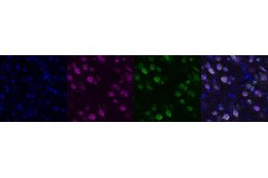 Immunohistochemistry (IHC) image for anti-Neuro-Oncological Ventral Antigen 1 (NOVA1) antibody (ABIN7456055) (NOVA1 Antikörper)