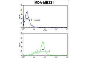 Flow cytometric analysis of MDA-MB231 cells (bottom histogram) compared to a negative control cell (top histogram). (CYP2A13 Antikörper  (C-Term))