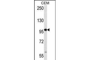 RNF43 Antibody (C-term) (ABIN657128 and ABIN2846272) western blot analysis in CEM cell line lysates (35 μg/lane).