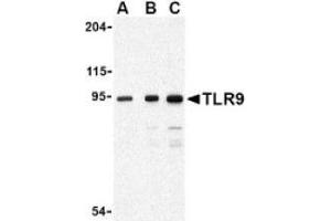 Image no. 1 for anti-Toll-Like Receptor 9 (TLR9) antibody (ABIN951281) (TLR9 Antikörper)