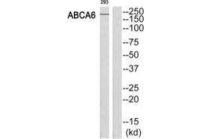 Western blot analysis of extracts from 293 cells, using ABCA6 antibody. (ABCA6 Antikörper  (C-Term))