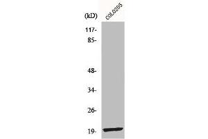 Western Blot analysis of COLO205 cells using MRP-L12 Polyclonal Antibody (MRPL12 Antikörper  (Internal Region))