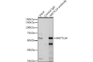 Immunoprecipitation analysis of 300 μg extracts of HepG2 cells using 3 μg METTL14 antibody (ABIN6131104, ABIN6143759, ABIN6143760 and ABIN6224625). (METTL14 Antikörper  (AA 1-210))