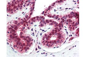 Anti-TNFRSF10A / DR4 antibody IHC of human breast. (TNFRSF10A Antikörper  (AA 1-20))