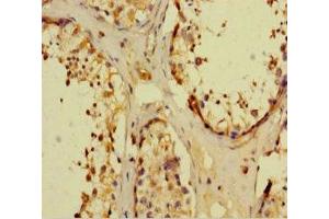 Immunohistochemistry of paraffin-embedded human testis tissue using ABIN7161898 at dilution of 1:100 (NR1I3 Antikörper  (AA 2-351))