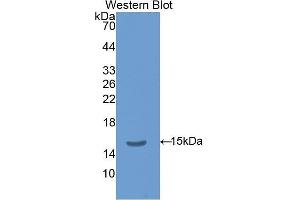 Western Blotting (WB) image for anti-Thyroid Stimulating Hormone, beta (TSHB) (AA 21-138) antibody (ABIN1078577) (TSHB Antikörper  (AA 21-138))