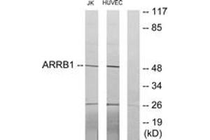 Western blot analysis of extracts from Jurkat/HuvEc cells, using ARRB1 Antibody. (beta Arrestin 1 Antikörper  (AA 369-418))