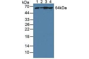 Figure. (Phosphoglucomutase 1 Antikörper  (AA 1-235))