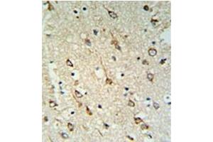 Formalin fixed and paraffin embedded human brain tissue reacted with DNAJC6 Antibody  followed by peroxidase conjugation of the secondary antibody and DAB staining. (DNAJC6 Antikörper  (Middle Region))