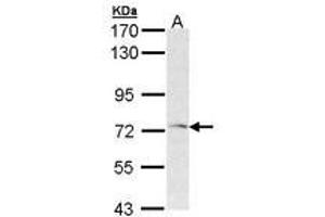 Image no. 1 for anti-Frizzled Family Receptor 1 (Fzd1) (AA 1-15) antibody (ABIN467506) (FZD1 Antikörper  (AA 1-15))