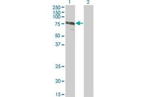 Western Blot analysis of ZYX expression in transfected 293T cell line by ZYX monoclonal antibody (M01), clone 2C10-4A7. (ZYX Antikörper  (AA 1-572))