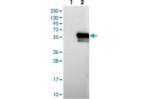 Western blot analysis of Lane 1: Negative control (vector only transfected HEK293T lysate), Lane 2: Over-expression Lysate (Co-expressed with a C-terminal myc-DDK tag (~3. (KIAA1609 Antikörper)