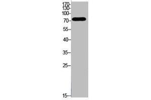 Western Blot analysis of HeLa cells using Acetyl-Ub (K48) Polyclonal Antibody (UBA52/RPS27A/UBB/UBC (acLys48) Antikörper)