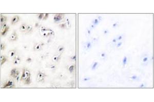Immunohistochemistry analysis of paraffin-embedded human brain tissue, using Amylin Antibody. (Amylin/DAP Antikörper  (AA 1-50))