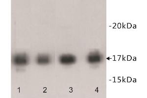 Western Blotting (WB) image for anti-Histone Cluster 1, H3f (HIST1H3F) (3meLys9) antibody (ABIN1854994) (HIST1H3F Antikörper  (3meLys9))