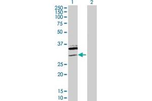 Western Blot analysis of SAP30 expression in transfected 293T cell line by SAP30 MaxPab polyclonal antibody. (SAP30 Antikörper  (AA 1-220))