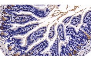 Detection of TFF2 in Mouse Colon Tissue using Polyclonal Antibody to Trefoil Factor 2 (TFF2) (Trefoil Factor 2 Antikörper  (AA 25-127))