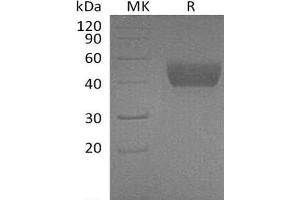 Western Blotting (WB) image for Follistatin-Like 1 (FSTL1) protein (His tag) (ABIN7320530)