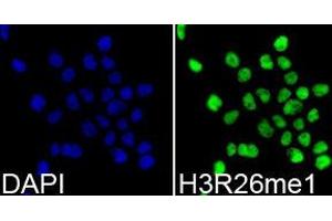 Immunofluorescence (IF) image for anti-Histone 3 (H3) (H3R26me) antibody (ABIN1873017) (Histone 3 Antikörper  (H3R26me))