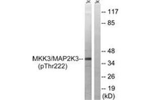 Western blot analysis of extracts from Jurkat cells treated with serum 20% 15', using MAP2K3 (Phospho-Thr222) Antibody. (MAP2K3 Antikörper  (pThr222))