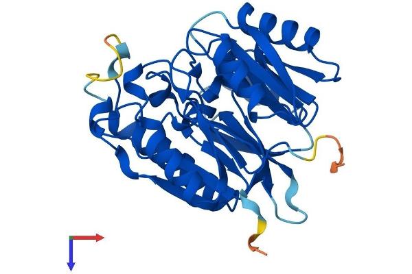 DDAH2 Protein (AA 1-285) (His tag)