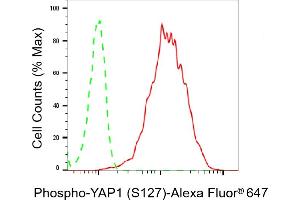 Flow cytometric analysis of Phospho-YAP1 (S127) expression in HepG2 cells using Phospho-YAP1 (S127) antibody (ABIN7800882), 1:2,000). (Rekombinanter YAP1 Antikörper  (pSer127))