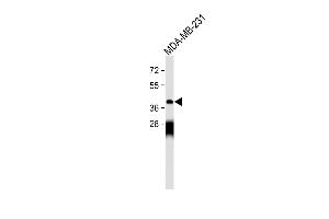 Anti-OPRM1 Antibody (Center) at 1:500 dilution + MDA-MB-231 whole cell lysate Lysates/proteins at 20 μg per lane. (Mu Opioid Receptor 1 Antikörper  (AA 161-187))