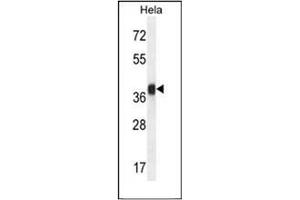 Western blot analysis of Folate receptor alpha Antibody (N-term) in Hela cell line lysates (35ug/lane). (FOLR1 Antikörper  (N-Term))
