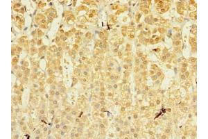 Immunohistochemistry of paraffin-embedded human adrenal gland tissue using ABIN7142443 at dilution of 1:100 (MRPL53 Antikörper  (AA 8-113))